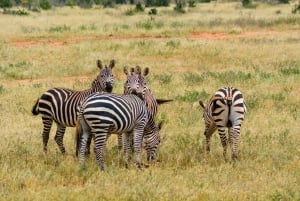 2 Days Ngutuni Sanctuary, Tsavo East Private Safari