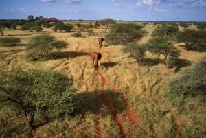 2 Days Ngutuni Sanctuary, Tsavo East Private Safari