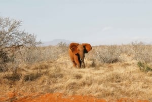 2 Days Ngutuni Sanctuary, Tsavo East Private Safari