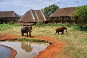 2 dias de Safari Privado no Santuário de Ngutuni, Tsavo Este