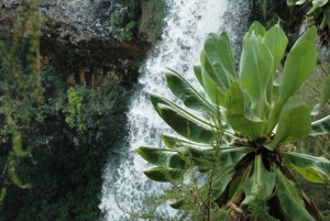 2 Days Overnight Safari to Aberdares or Mt Kenya