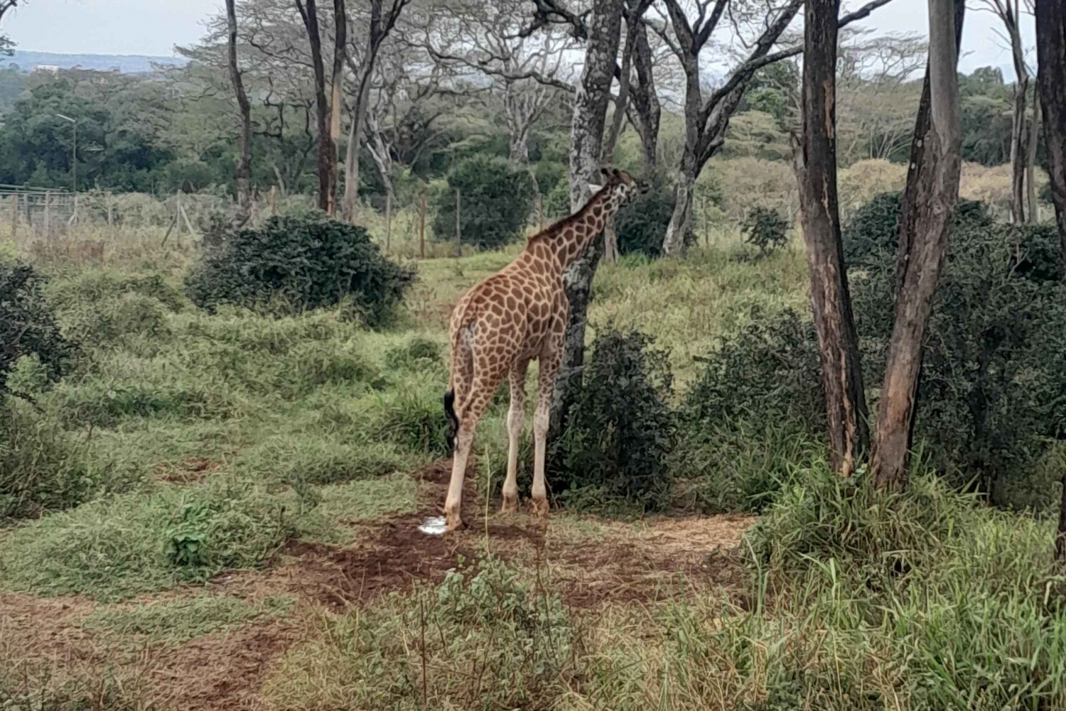 Visite privée de 2 jours au lac Nakuru et au parc Hell's Gate.