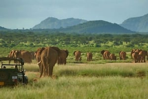 2 dages safari til Ol Pejeta Conservancy