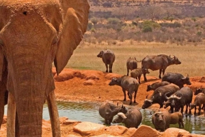 2 Days Safari to Ol Pejeta Conservancy