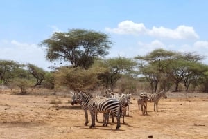 From Mombasa/Diani Beach: 2-Day Tsavo East Private Safari