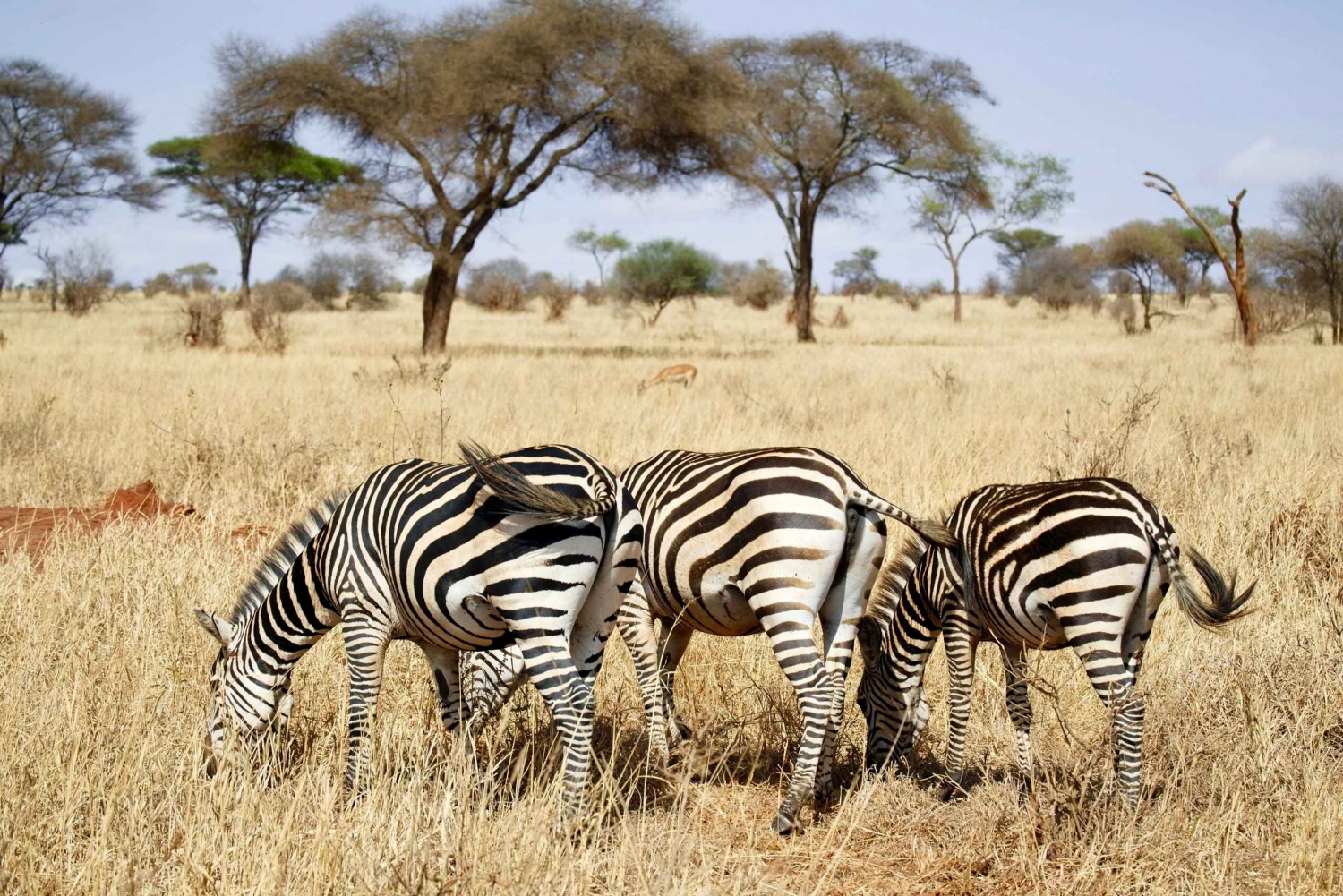 2-dniowe safari na kempingu w Tanzanii