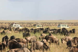 2 päivää Tansania Camping Safari
