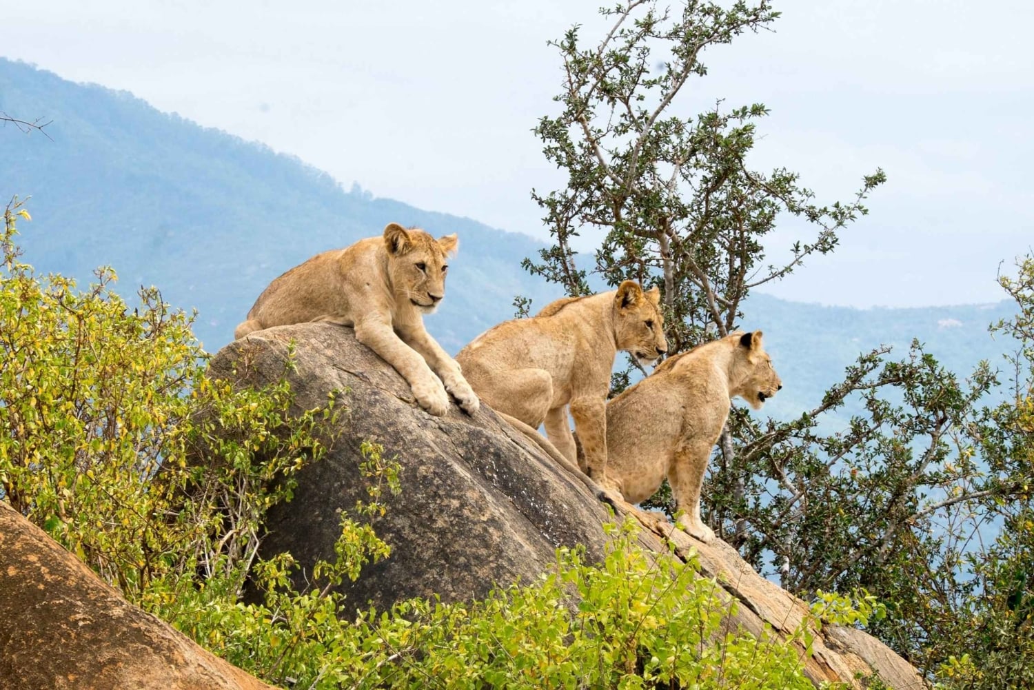 2 Days Tsavo East & Ngutuni From Mombasa Private Safari