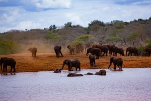 2 Days Tsavo East & Ngutuni From Mombasa Private Safari