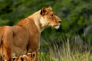 2-Days Wildlife Safari to Tsavo East & Tsavo West Park