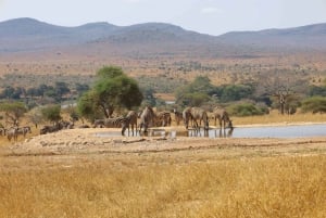 Safari di 2 giorni alla fauna selvatica nel Parco Tsavo Est e Tsavo Ovest