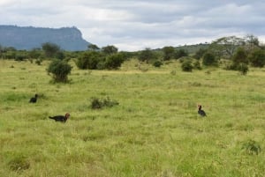 Safari di 2 giorni alla fauna selvatica nel Parco Tsavo Est e Tsavo Ovest