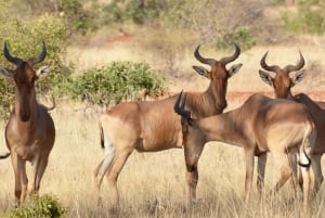 Safari di 2 giorni nel parco Tsavo Est e Tsavo Ovest