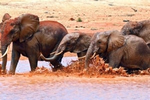 Safari di 2 giorni nel parco Tsavo Est e Tsavo Ovest