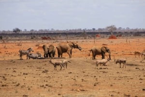 Safari di 2 giorni nel parco Tsavo Est e Tsavo Ovest