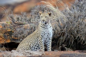 Safari di 2 giorni alla fauna selvatica nel Parco Tsavo Est e Tsavo Ovest