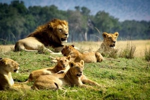 Safari di 2 giorni alla fauna selvatica nel Parco Tsavo Est e Tsavo Ovest