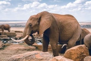 Safari di 2 giorni alla fauna selvatica nel Parco Tsavo Est e Tsavo Ovest