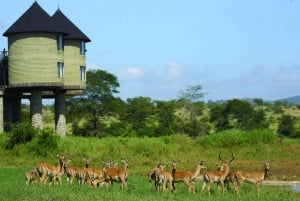 Safari di 2 giorni nel parco Tsavo Est e Tsavo Ovest
