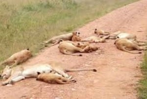 Safari di 2 giorni nel parco Tsavo Est e Tsavo Ovest