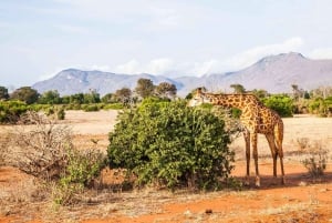 Safari di 2 giorni nel parco Tsavo Est e Tsavo Ovest