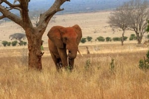 Safari di 2 giorni alla fauna selvatica nel Parco Tsavo Est e Tsavo Ovest