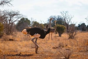Safari di 2 giorni alla fauna selvatica nel Parco Tsavo Est e Tsavo Ovest