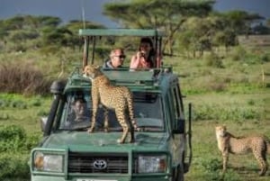 Safari di 2 giorni alla fauna selvatica nel Parco Tsavo Est e Tsavo Ovest