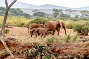 Safari di 2 giorni nel parco Tsavo Est e Tsavo Ovest