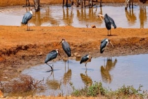 Safari di 2 giorni alla fauna selvatica nel Parco Tsavo Est e Tsavo Ovest