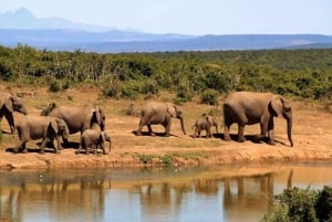 Safari di 2 giorni alla fauna selvatica nel Parco Tsavo Est e Tsavo Ovest
