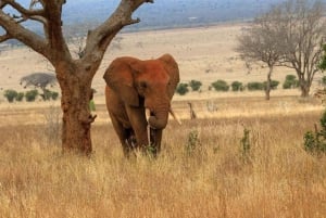 Safari di 2 giorni alla fauna selvatica nel Parco Tsavo Est e Tsavo Ovest