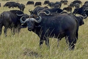 Safari di 2 giorni alla fauna selvatica nel Parco Tsavo Est e Tsavo Ovest