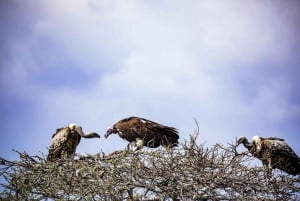 Safari di 2 giorni alla fauna selvatica nel Parco Tsavo Est e Tsavo Ovest