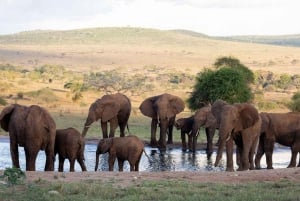 Safari di 2 giorni alla fauna selvatica nel Parco Tsavo Est e Tsavo Ovest