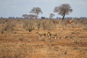 Safari di 2 giorni alla fauna selvatica nel Parco Tsavo Est e Tsavo Ovest