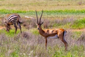 Safari di 2 giorni alla fauna selvatica nel Parco Tsavo Est e Tsavo Ovest