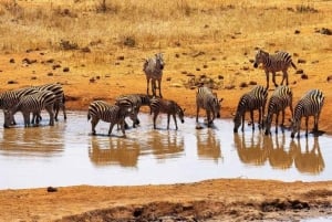Safari di 2 giorni alla fauna selvatica nel Parco Tsavo Est e Tsavo Ovest