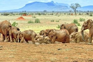 Safari di 2 giorni alla fauna selvatica nel Parco Tsavo Est e Tsavo Ovest
