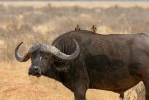 Safari di 2 giorni alla fauna selvatica nel Parco Tsavo Est e Tsavo Ovest