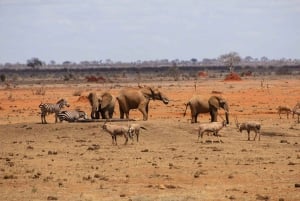 Safari di 2 giorni alla fauna selvatica nel Parco Tsavo Est e Tsavo Ovest