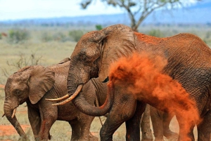 Safari di 2 giorni alla fauna selvatica nel Parco Tsavo Est e Tsavo Ovest