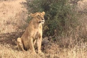 Safari di 2 giorni alla fauna selvatica nel Parco Tsavo Est e Tsavo Ovest