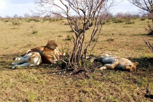 Safari di 2 giorni alla fauna selvatica nel Parco Tsavo Est e Tsavo Ovest