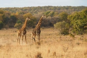 Safari di 2 giorni alla fauna selvatica nel Parco Tsavo Est e Tsavo Ovest