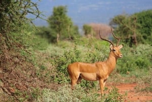 Safari di 2 giorni alla fauna selvatica nel Parco Tsavo Est e Tsavo Ovest