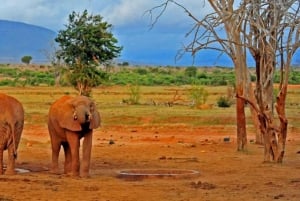 Safari di 2 giorni alla fauna selvatica nel Parco Tsavo Est e Tsavo Ovest