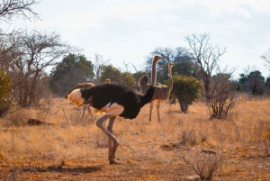 Safari di 2 giorni alla fauna selvatica nel Parco Tsavo Est e Tsavo Ovest