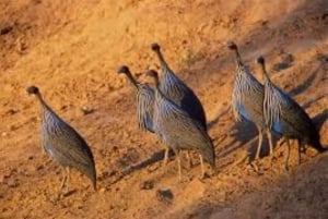 Safari di 2 giorni alla fauna selvatica nel Parco Tsavo Est e Tsavo Ovest