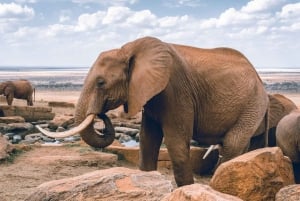 Safari di 2 giorni alla fauna selvatica nel Parco Tsavo Est e Tsavo Ovest